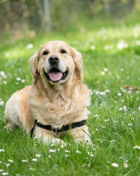 Dog1.jpg