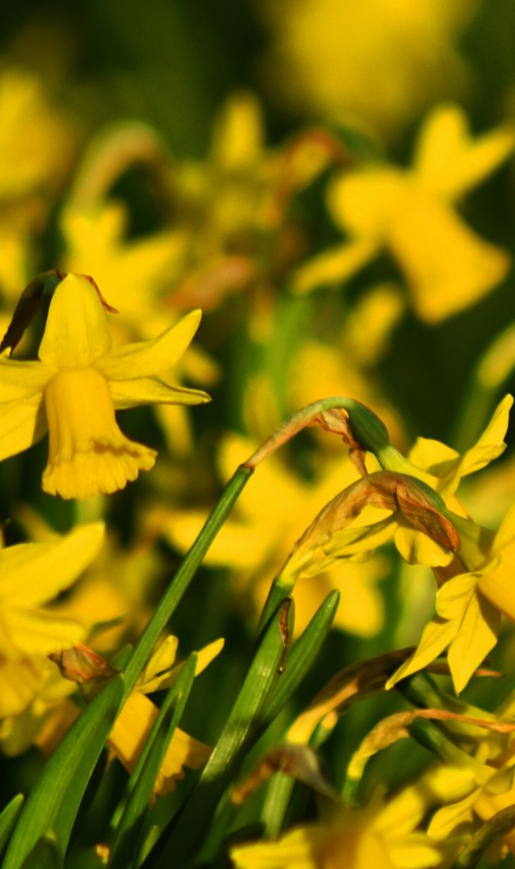 Daffodils-scaled.jpg