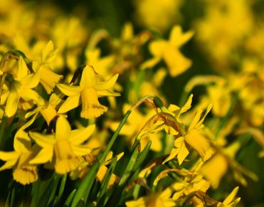 Umbraco.Cms.Core.Models.MediaWithCrops`1[TVCMultisite.ContentModels.Image]