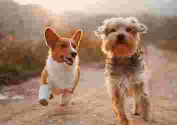 dog-walks-in-northampton.jpg