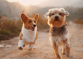 dog-walks-in-northampton.jpg