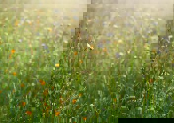 upton country park.jpg