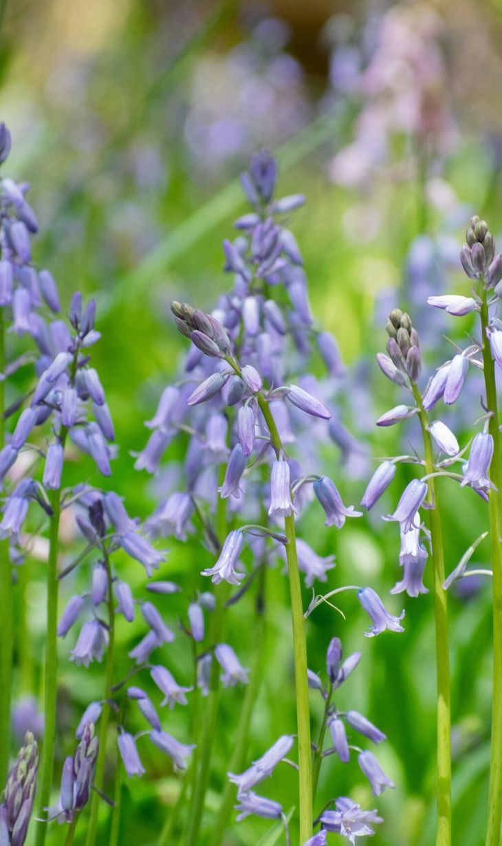 Bluebells-scaled.jpg