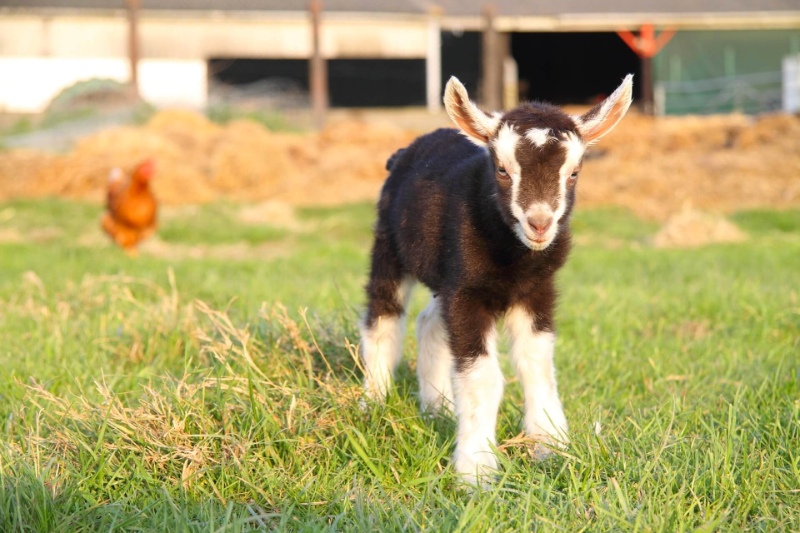 rookery open farm