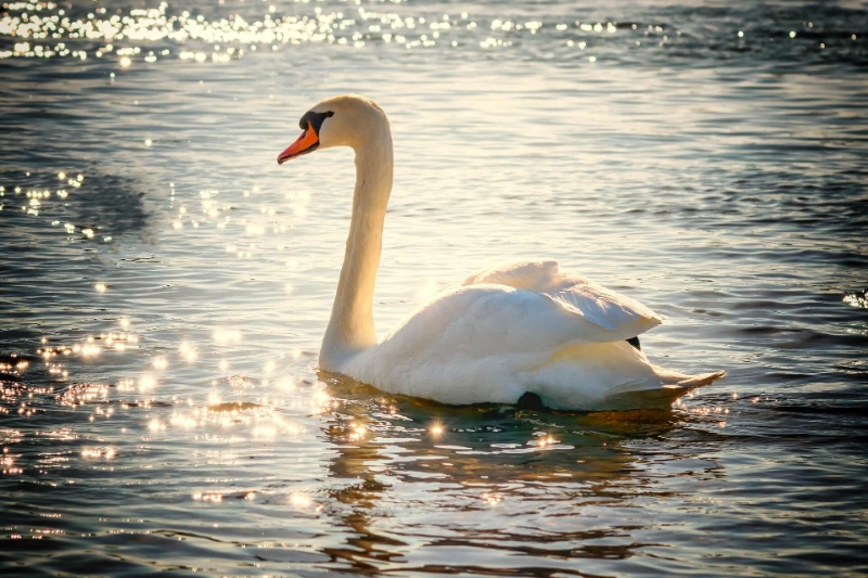 stanwick lakes