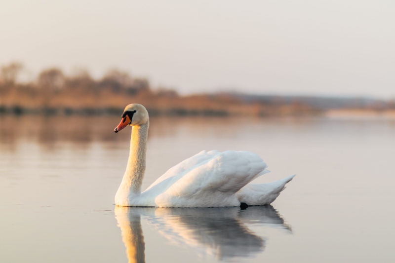 boddington reservoir