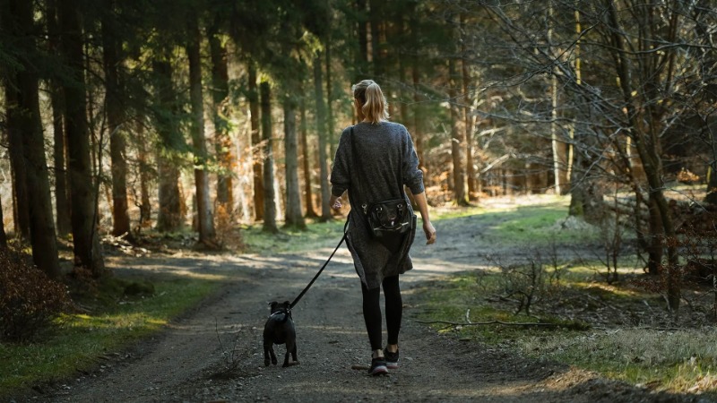 Harlestone Firs Forest Walk