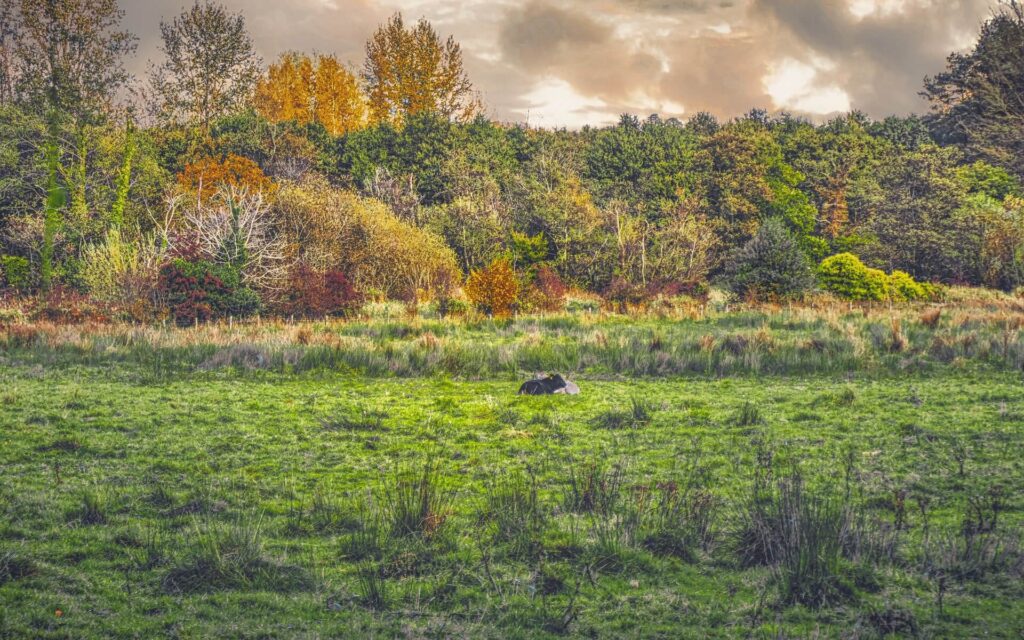 Twywell Hills and Dales